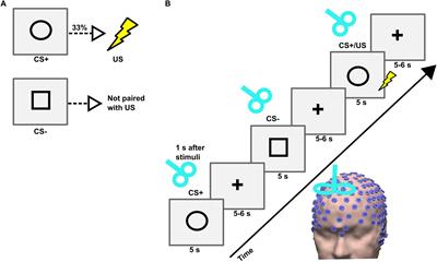 Cortical Excitability Dynamics During Fear Processing